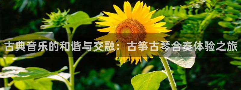 凯发国际平台：古典音乐的和谐与交融：古筝古琴合奏体验之旅
